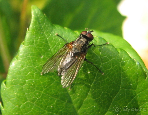 Жeрона, львица и мухи