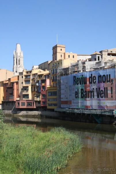 Жeрона, львица и мухи