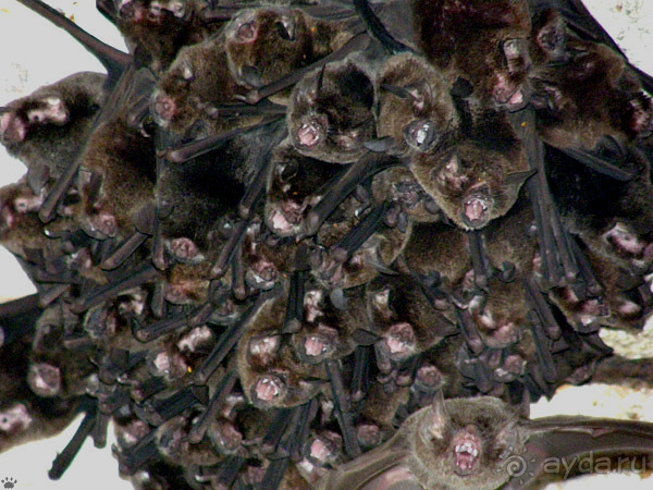 Венчание в пещере