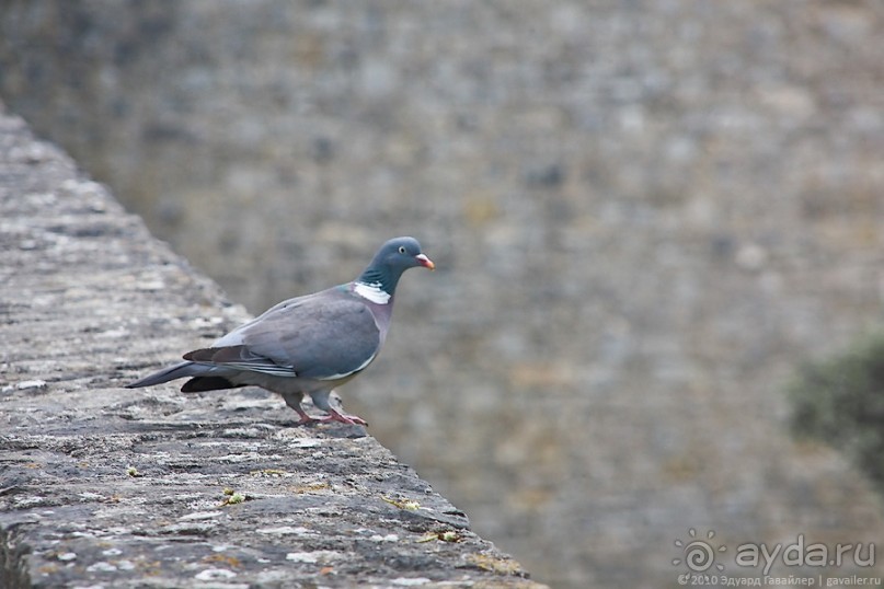 Вюрцбург 2 Крепость Мариенберг