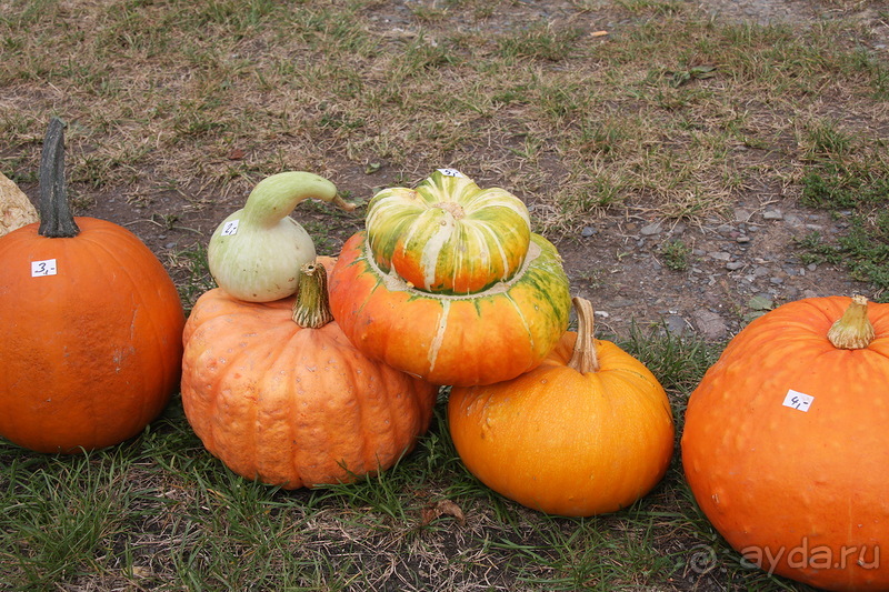 Тыквы на Мозеле