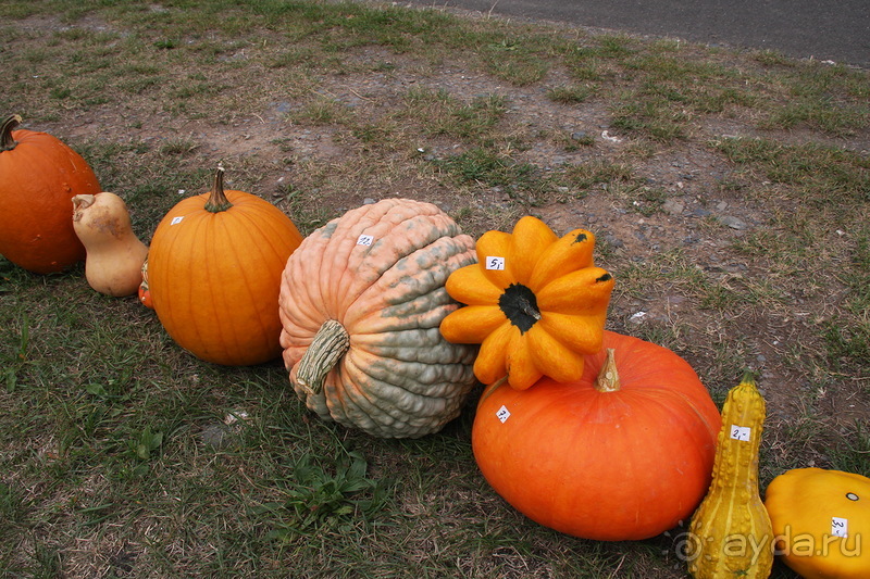 Тыквы на Мозеле