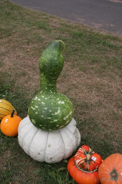 Тыквы на Мозеле