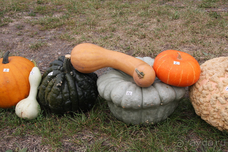 Тыквы на Мозеле
