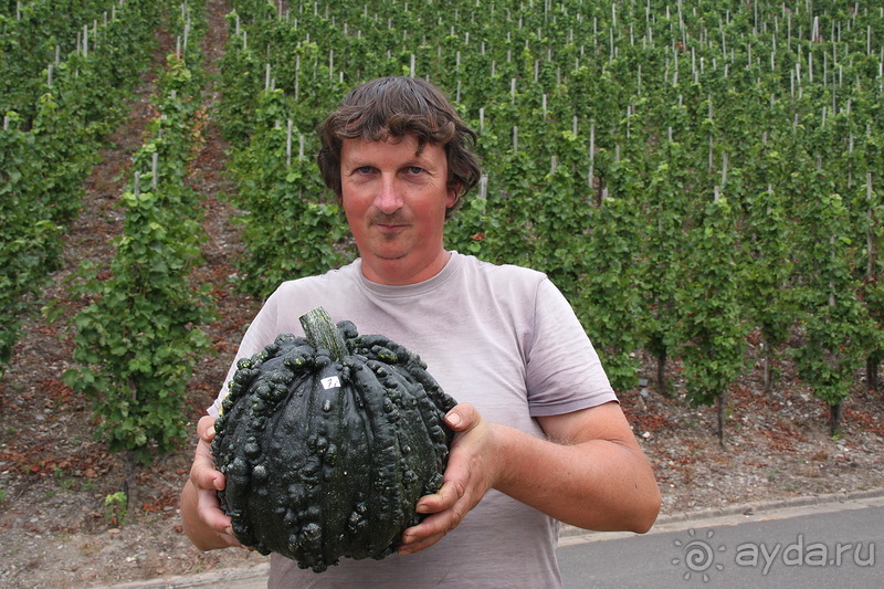 Тыквы на Мозеле