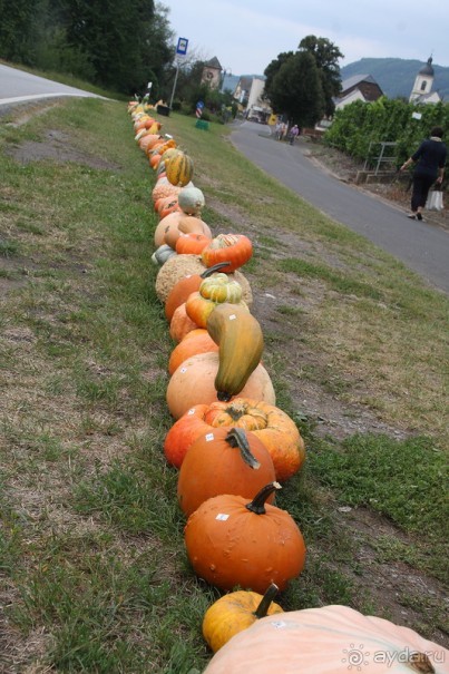 Тыквы на Мозеле