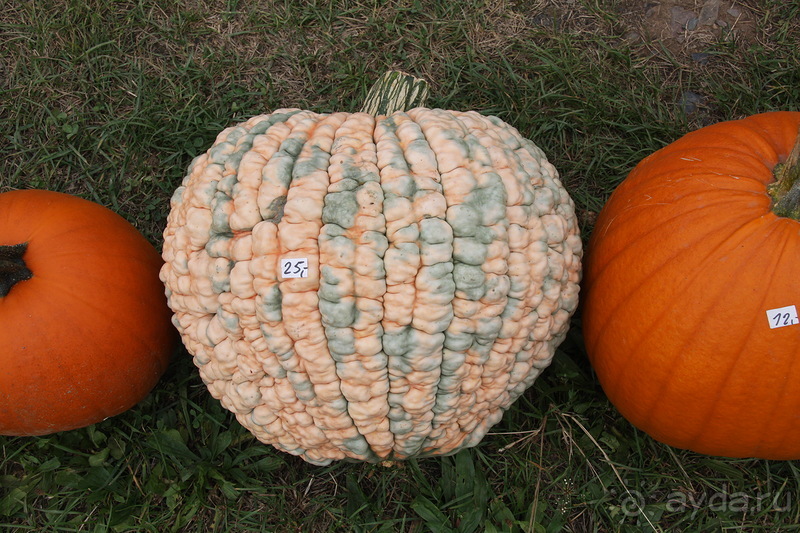 Тыквы на Мозеле