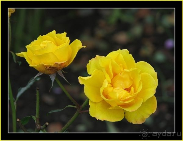 Водный замок ЛЕМБЕК или пару слов о немецкой экономии.