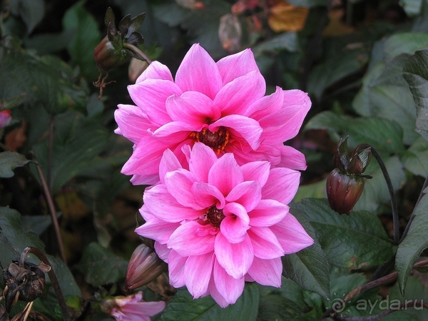 Водный замок ЛЕМБЕК или пару слов о немецкой экономии.