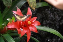 Cад бабочек