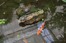 Cад бабочек