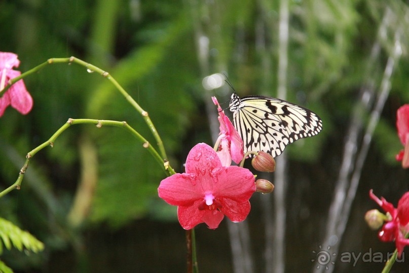 Cад бабочек