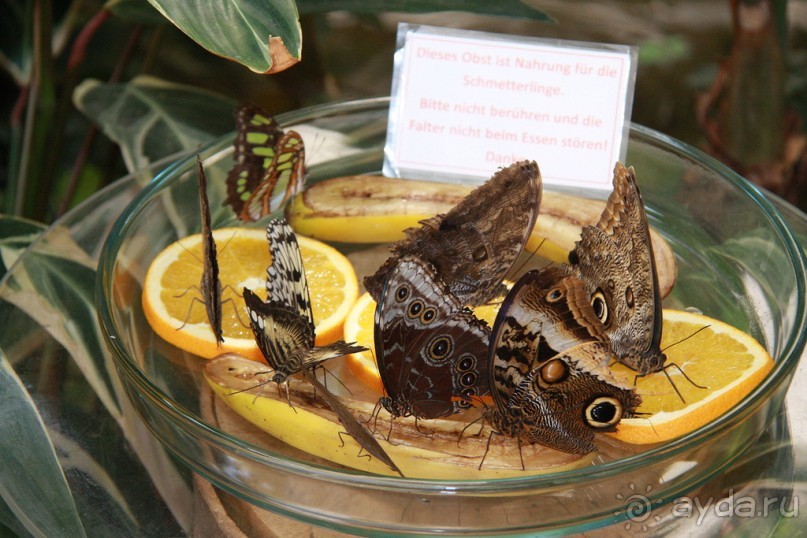 Cад бабочек