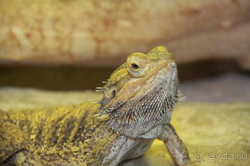 Cад бабочек