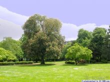 БОНН, Германия