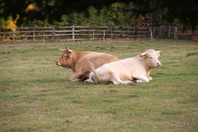 Альбом отзыва "Этнографический музей КОММЕРН"