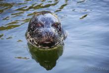 Клеве это клёво + Замок Мойланд