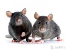 Гаммельн - город Крысолова