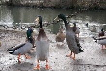 3 недели в Нижней Саксонии. Часть 1