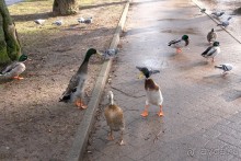 3 недели в Нижней Саксонии. Часть 1