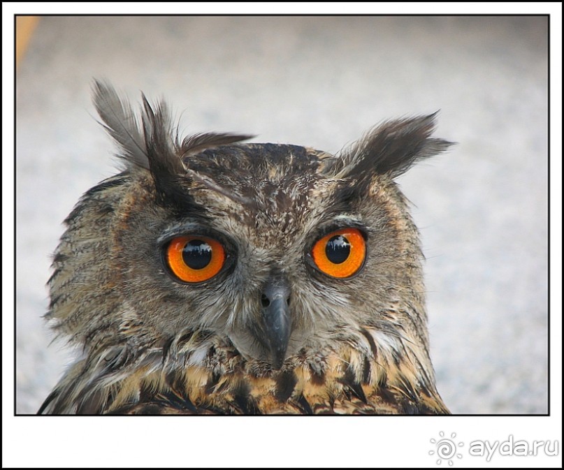 Дюссельдорфские витражи. Набережная Рейна