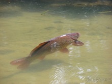 фото Вупперталя