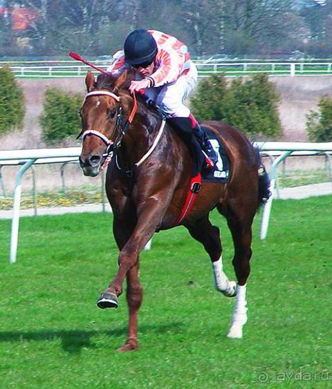 Schloss Itlingen - кузница успеха лошадей Бахрейна