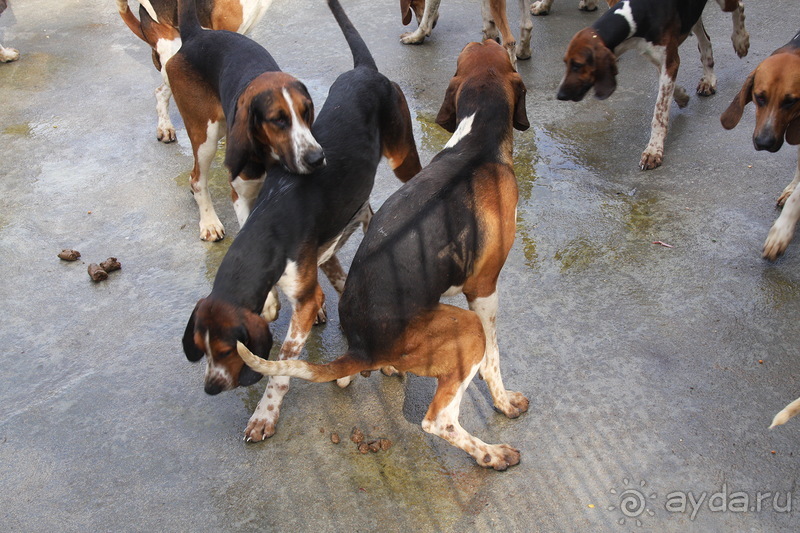 Замки долины Луары и не только. Часть 2