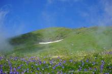 Клумбочка ( и про Борю)