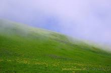 Клумбочка ( и про Борю)