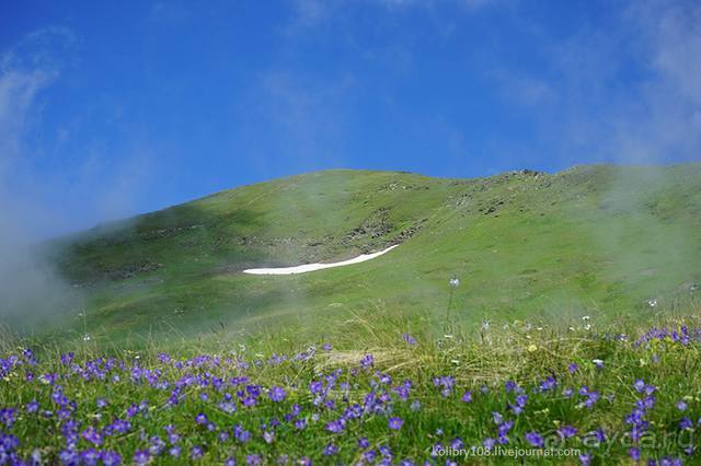 Клумбочка ( и про Борю)