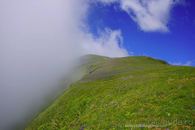 Клумбочка ( и про Борю)
