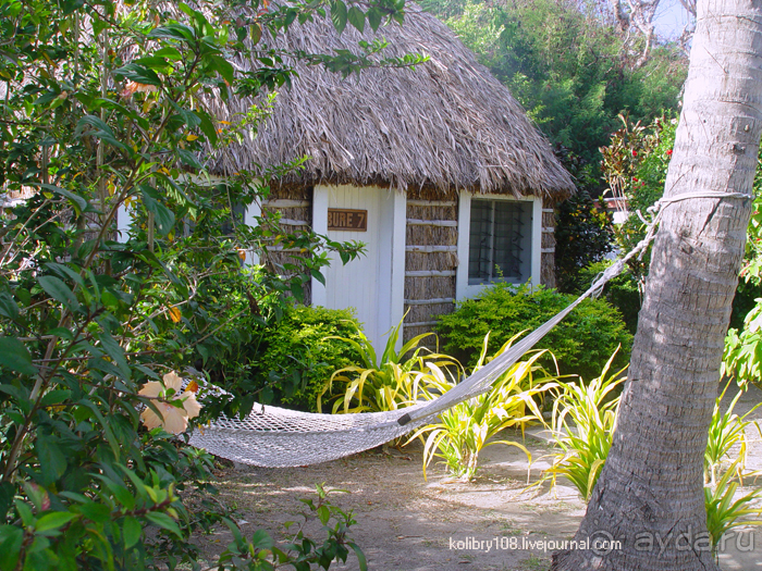 Поспели булки в саду у дяди Вани (остров Вайя, Фиджи)