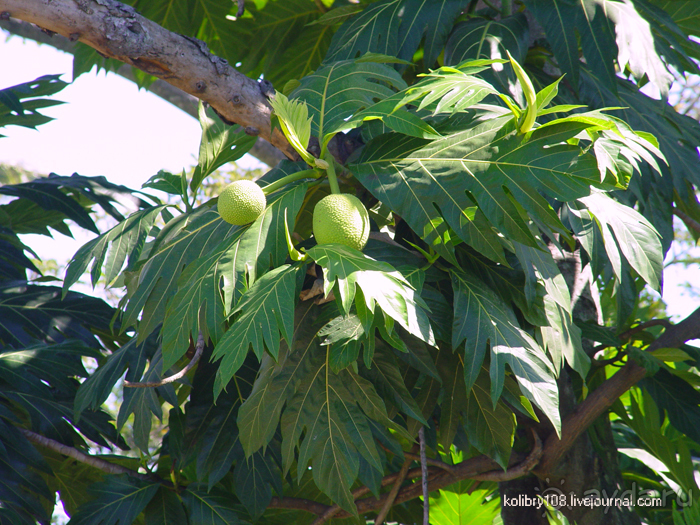 Поспели булки в саду у дяди Вани (остров Вайя, Фиджи)