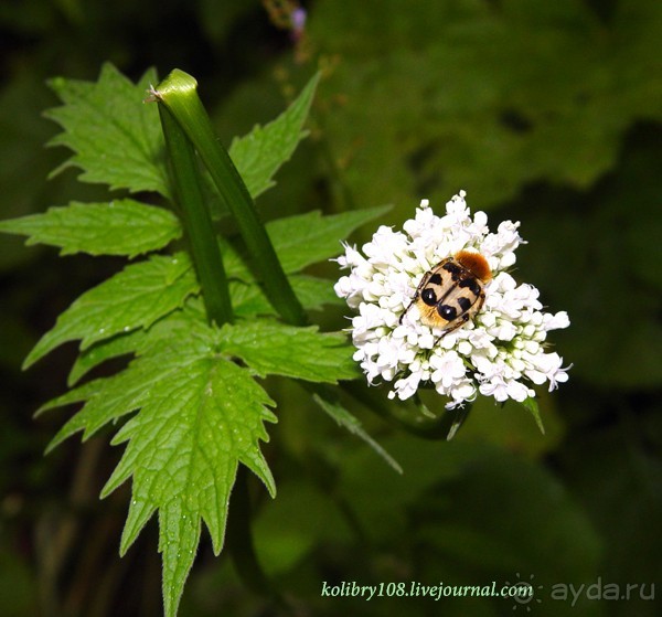 Авадхара, озеро Мзы (Абхазия) - окончание.
