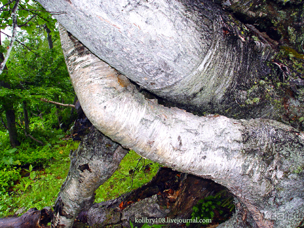Авадхара, озеро Мзы (Абхазия) - окончание.