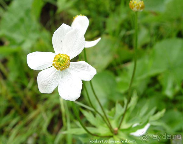 Авадхара, озеро Мзы (Абхазия) - окончание.