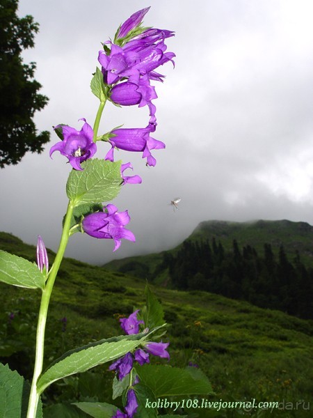 Авадхара, озеро Мзы (Абхазия) - окончание.
