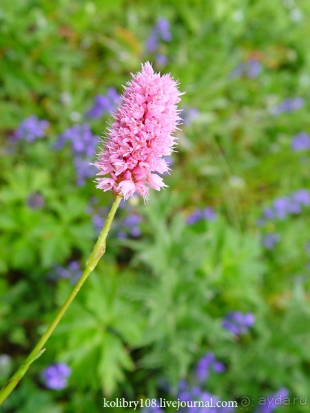 Авадхара, озеро Мзы (Абхазия) - окончание.