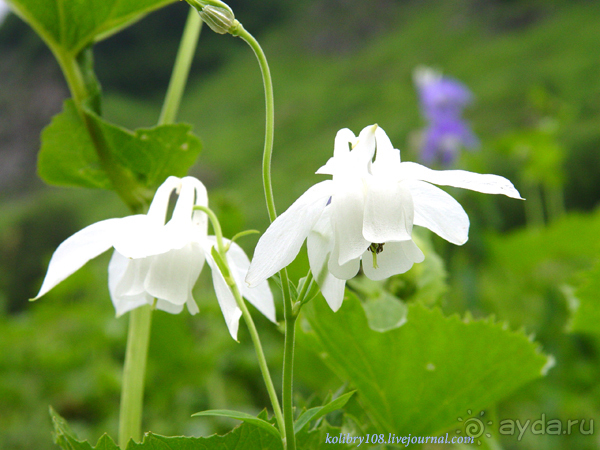 Авадхара, озеро Мзы (Абхазия) - окончание.