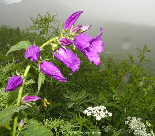 Авадхара, озеро Мзы (Абхазия) - окончание.
