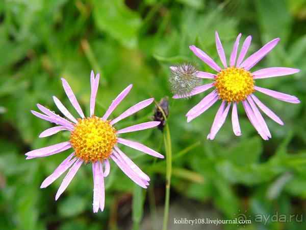Авадхара, озеро Мзы (Абхазия) - окончание.
