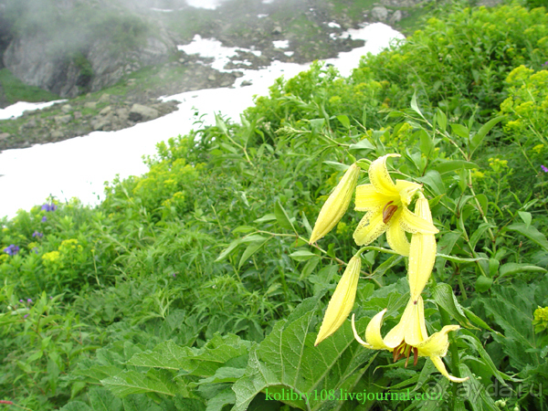Авадхара, озеро Мзы (Абхазия) - окончание.