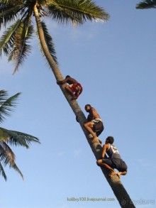 Альбом отзыва "Остро Робинзона Крузо (Фиджи)."
