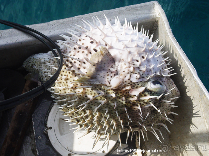 Альбом отзыва "Остро Робинзона Крузо (Фиджи)."