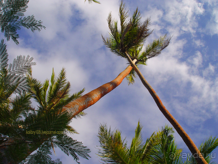 Альбом отзыва "Остро Робинзона Крузо (Фиджи)."