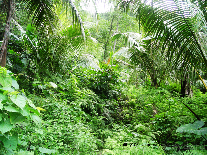 Водопад острова Танна (Вануату).