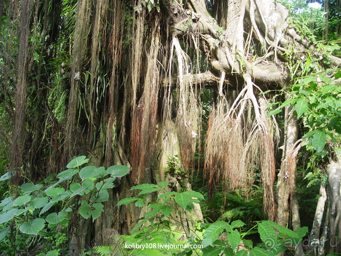 Водопад острова Танна (Вануату).