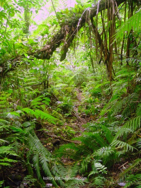 Водопад острова Танна (Вануату).