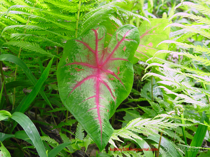 Водопад острова Танна (Вануату).